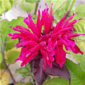 Monarda Fireball