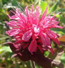 Monarda Pink Lace