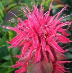 Monarda Pink Supreme