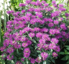 Monarda Prairie Night