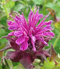 Monarda Prairie Night