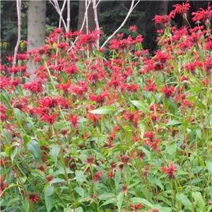 Monarda Squaw