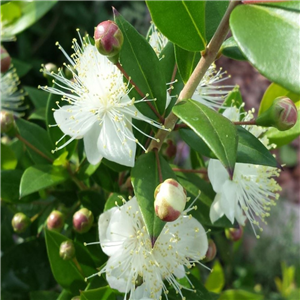 Luma apiculata