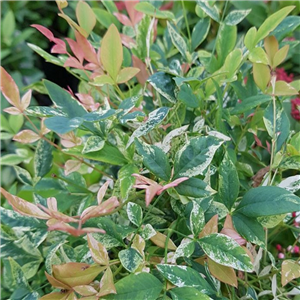 Nandina domestica Twilight