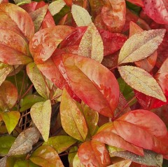 Nandina domestica Firepower