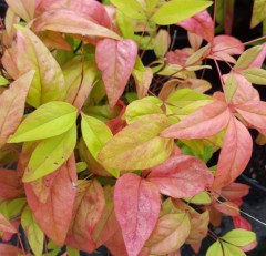 Nandina domestica Woods Dwarf