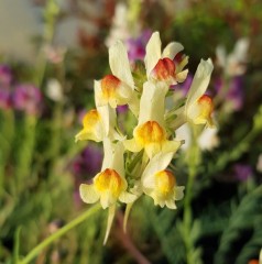 Linaria Neon Lights