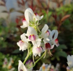 Linaria Neon Lights