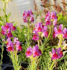 Linaria Neon Lights