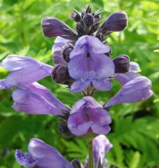 Nepeta Blue Dragon