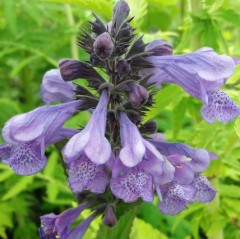 Nepeta Blue Dragon