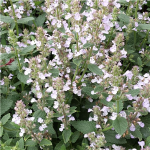 Nepeta Longipes