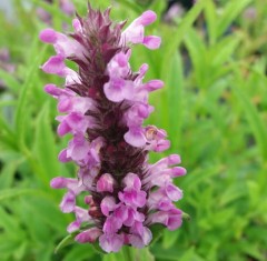 Nepeta nervosa Pink Cat