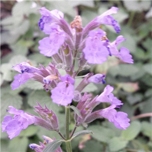 Nepeta racemosa Blue Wonder