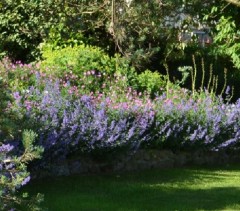 Nepeta Six Hills Giant