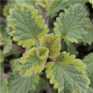 Nepeta Six Hills Gold