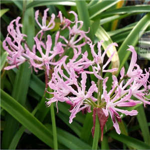 Nerine undulata Crispa