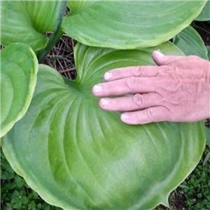 Hosta UFO