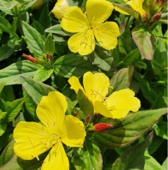 Oenothera fruticosa Fireworks