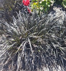 Ophiopogon planiscapus Nigrescens