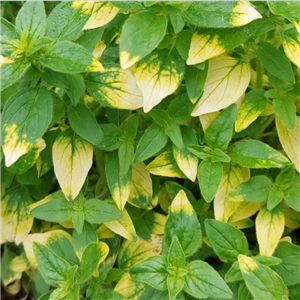 Herb Oregano Golden Tip