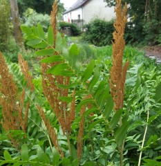 Osmunda regailis