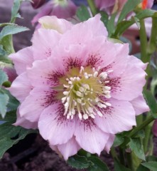 Helleborus x hybridus double pink spotted