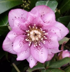 Helleborus x hybridus double pink spotted