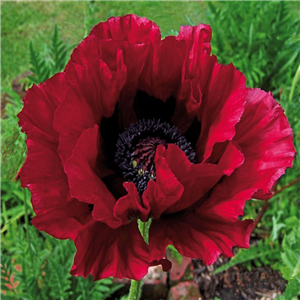 Papaver orientale Heartbeat