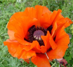 Papaver orientale Pizzicato