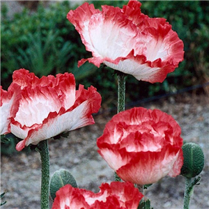 Papaver orientale Place Pigalle