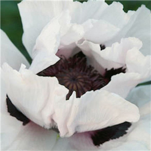 Papaver orientale Snow Goose