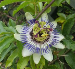 Passiflora caerulea