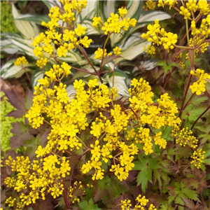 Patrinia triloba var. palmata