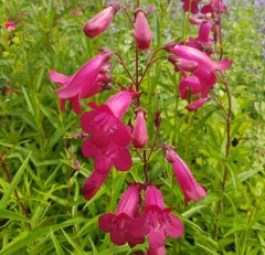 Penstemon Garnet