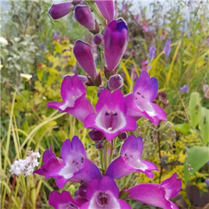 Penstemon Raven