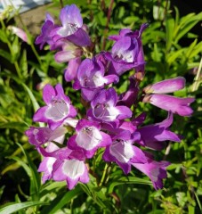 Penstemon Sea Purple