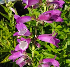 Penstemon Sea Purple