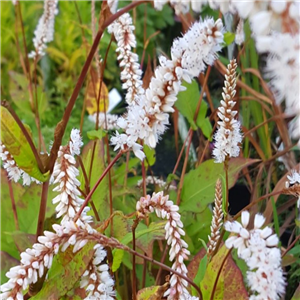 Persicaria amplexicaule Alba