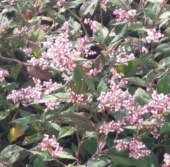 Persicaria campanulatum