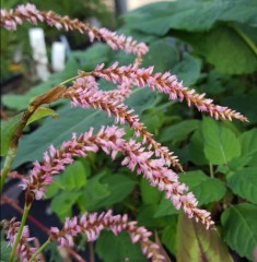 Persicaria amplexicaulis Pink Elephant