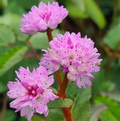 Persicaria runcinata