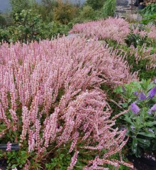 Persicaria vacciniIfolium