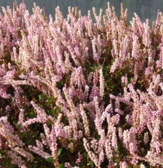 Persicaria vacciniIfolium