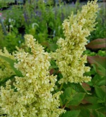 Persicaria weyrichii