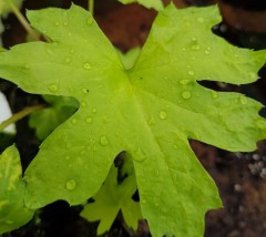 Petasites fulgidus var. palmatus Golden Palms