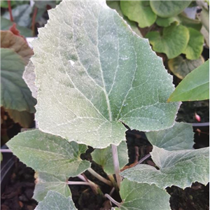 Petasites paradoxus