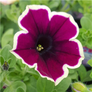 Trailing Petunia Cascadia Rim Magenta