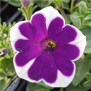 Trailing Petunia Cascadia Rim Violet