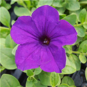 Trailing Petunia Easy Wave Blue